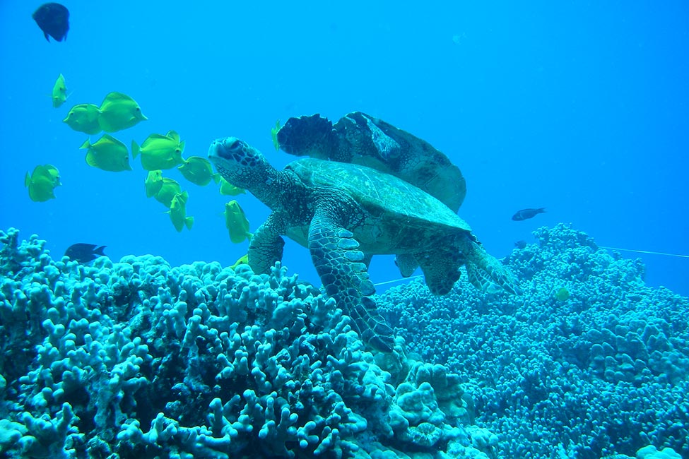 University of Hawai`i at Hilo gallery image6